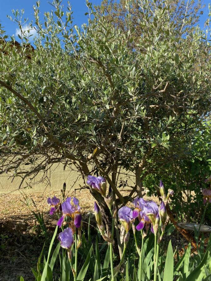 Bed and Breakfast L'Eveil En Provence Entrecasteaux Екстер'єр фото